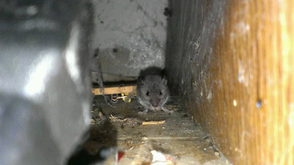 Does Spray Foam Keep out Mice, Rodents and Pests?
